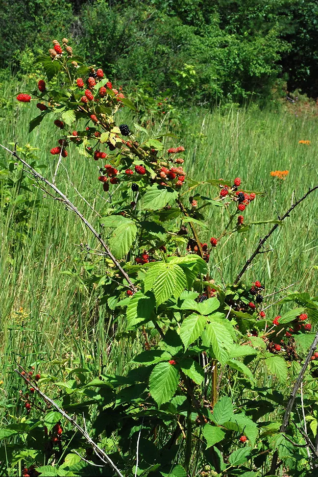 Allegheny Blackberry