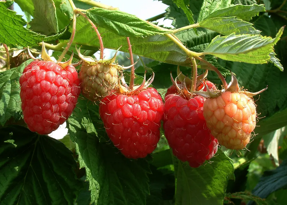 Red Raspberry