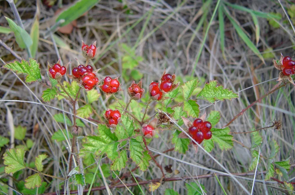 Native Raspberry