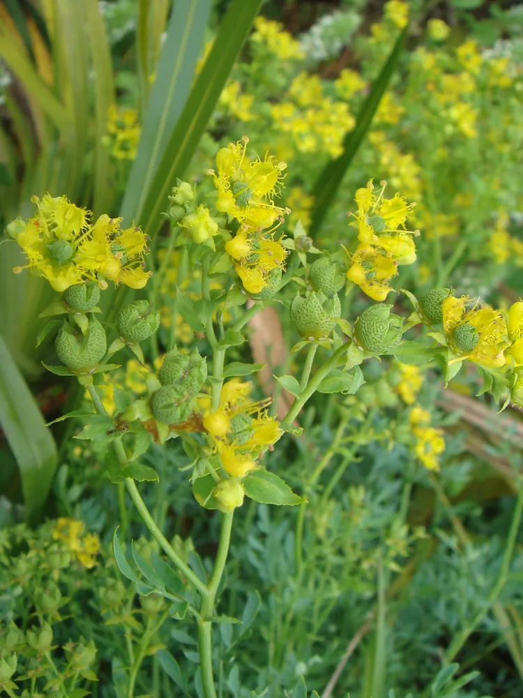 Fringed Rue