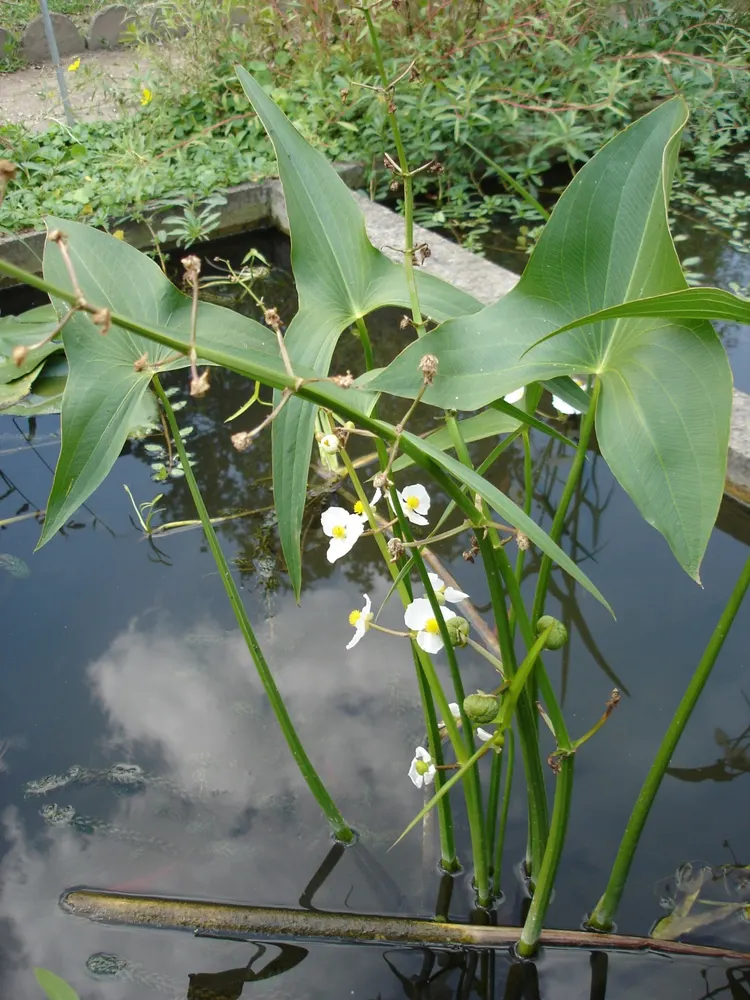 Plant photo