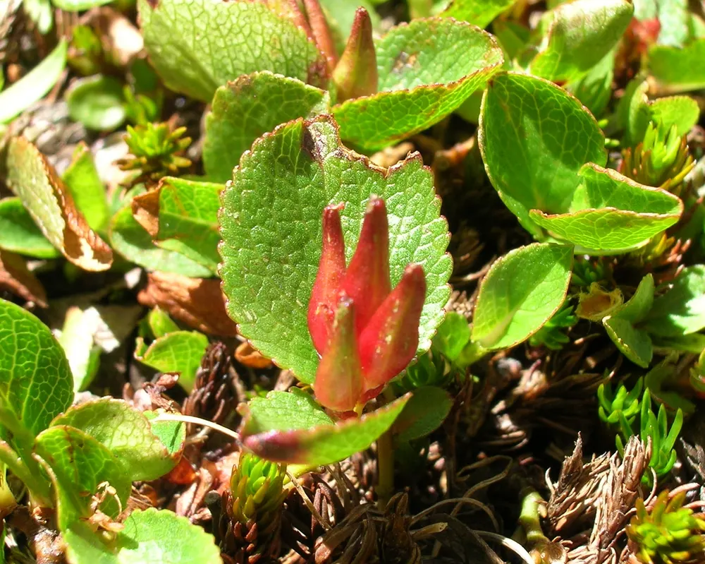 Plant photo
