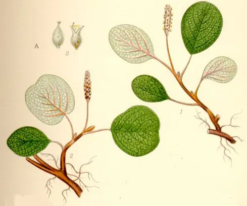 Net-leaf Willow