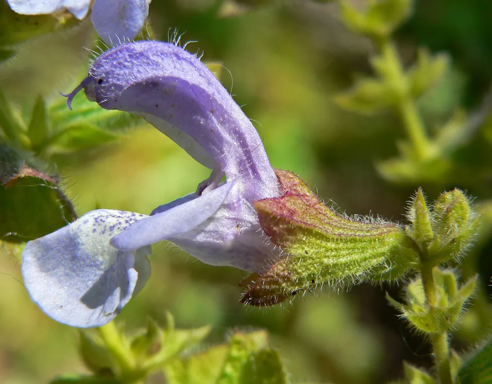 African Sage