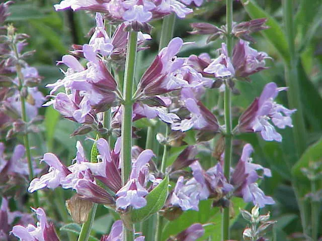 Plant photo
