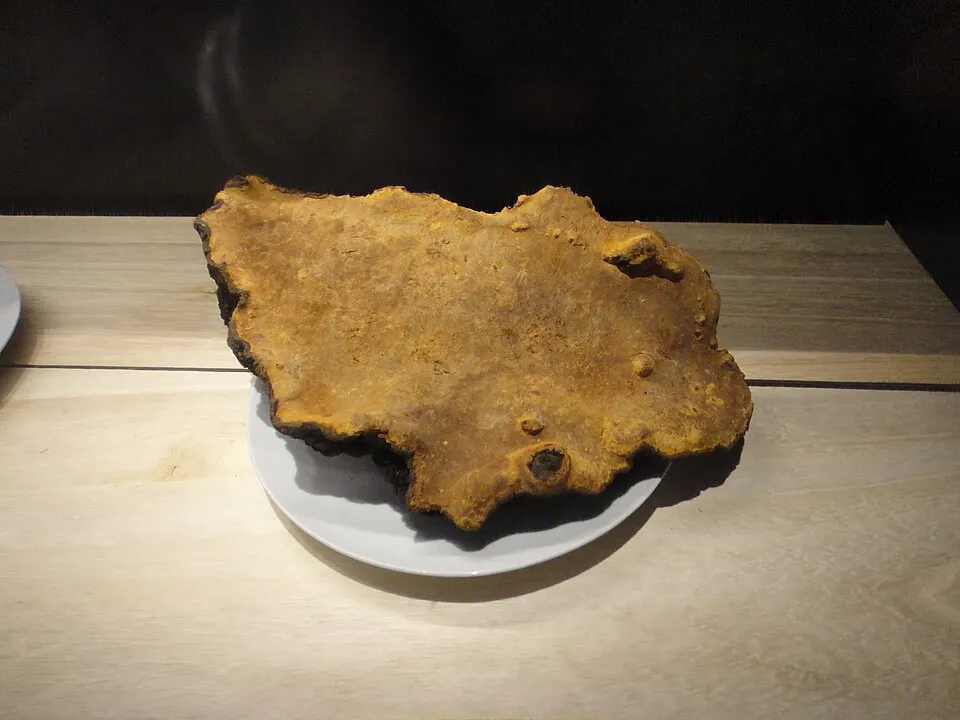 Sanghuang Mushroom