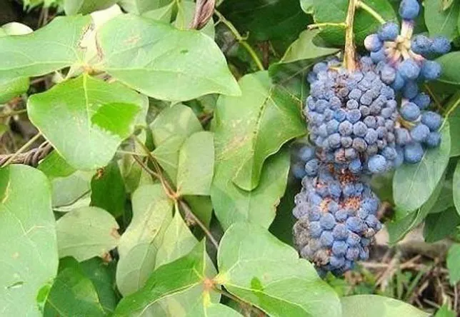 Sargent's Vine (Red Vine)