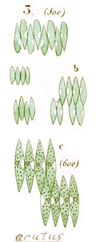 Scenedesmus