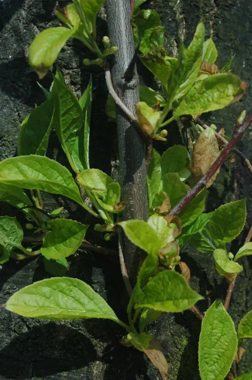 Schisandra