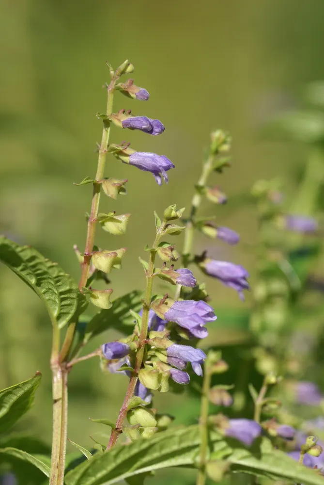 Mad Dog Skullcap