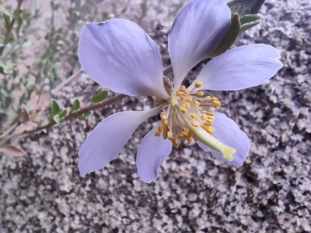 Blue Setchellanthus