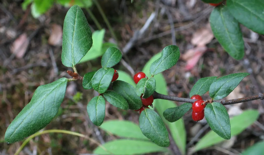 Canadian Buffaloberry