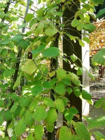 Blue Bean Vine