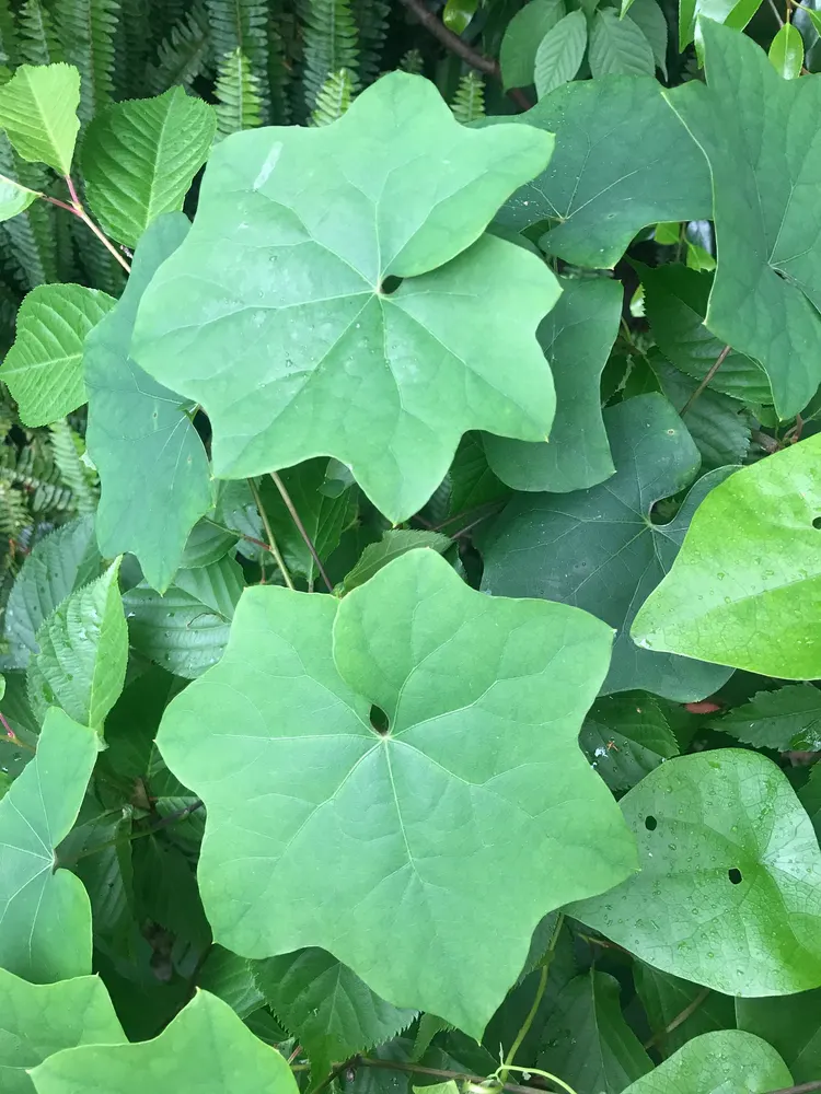 Orient Vine