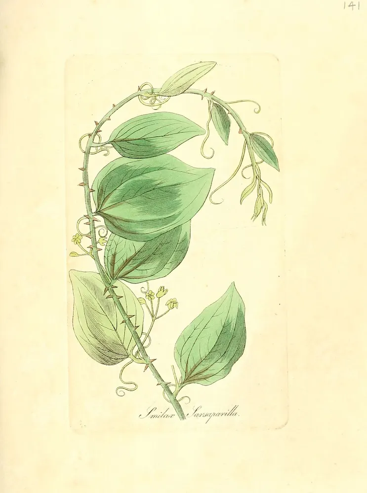 Mexican Sarsaparilla