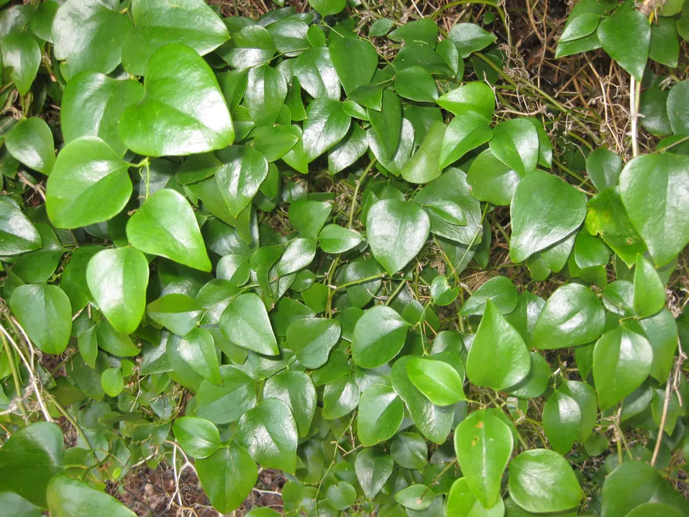 Common Greenbrier