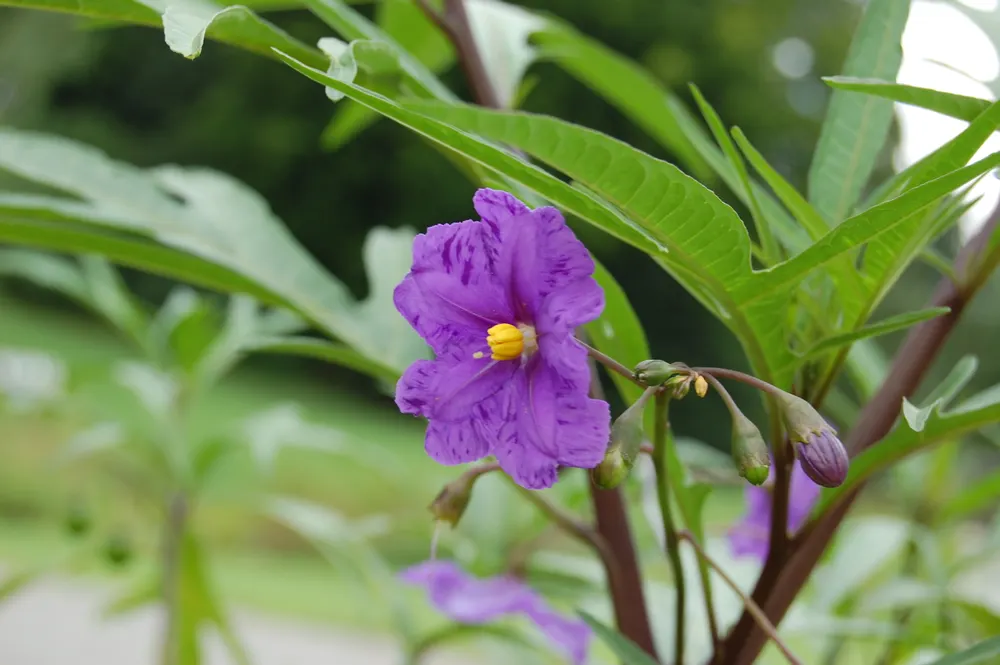 Plant photo