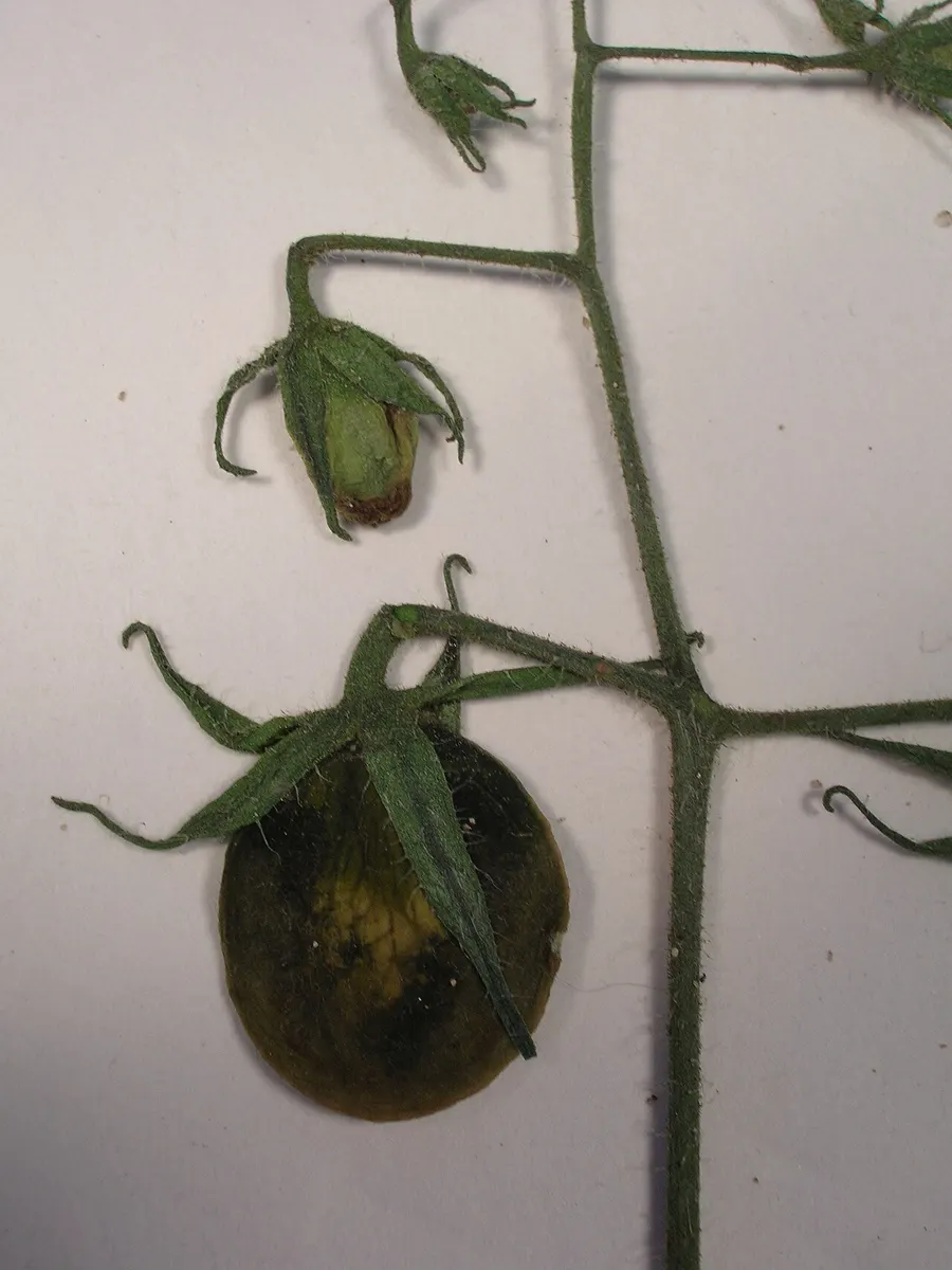 Tomato
