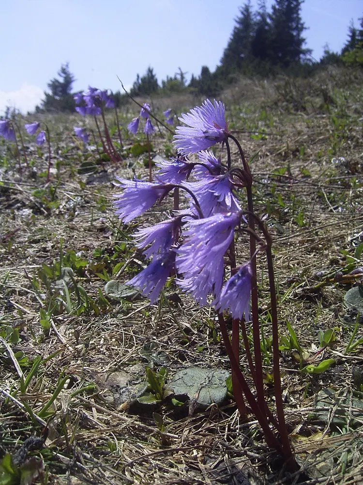 Alpine Snowbell