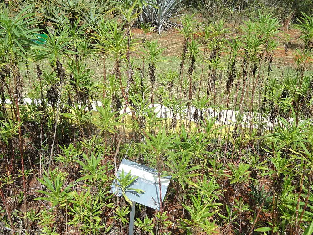 Chilean Goldenrod