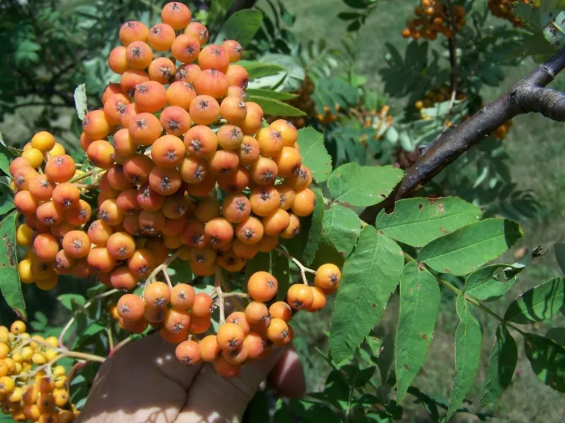 American Mountain-ash