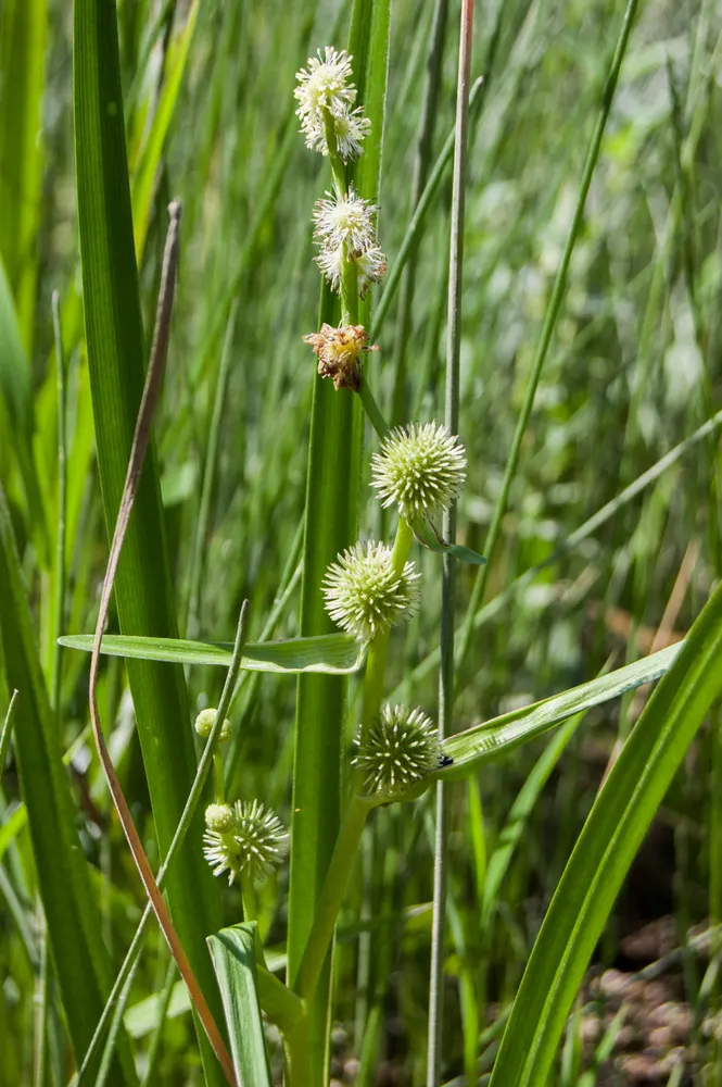 American Bur-reed