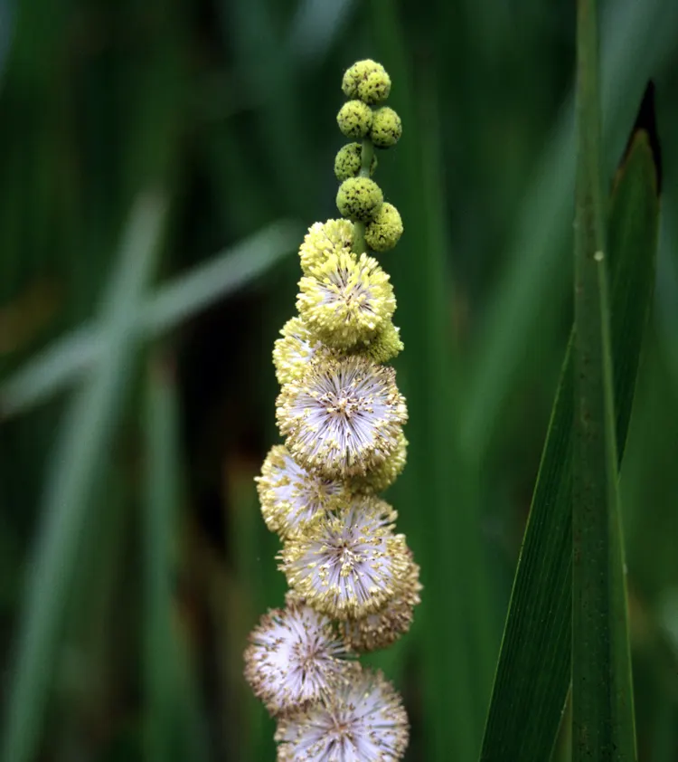 Broadleaf Bur-reed