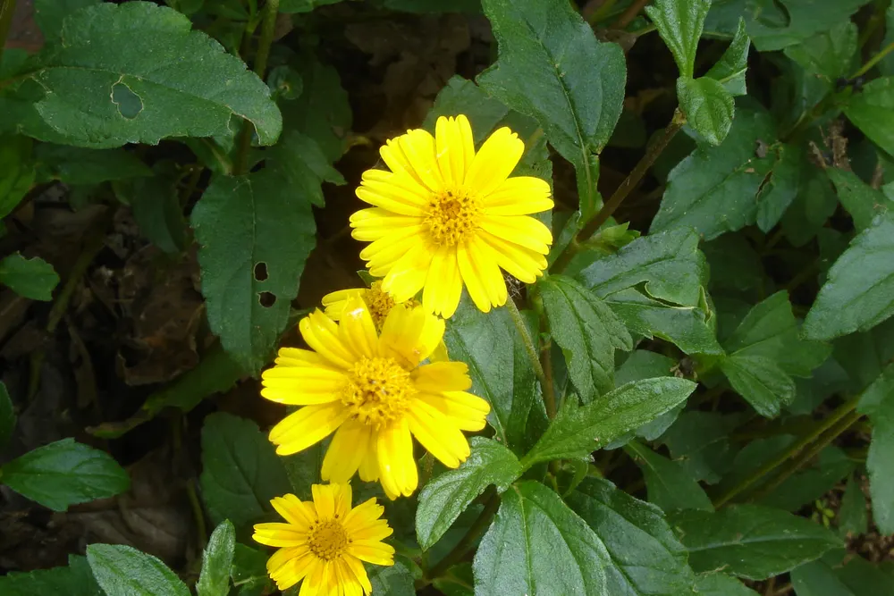 Creeping Oxeye