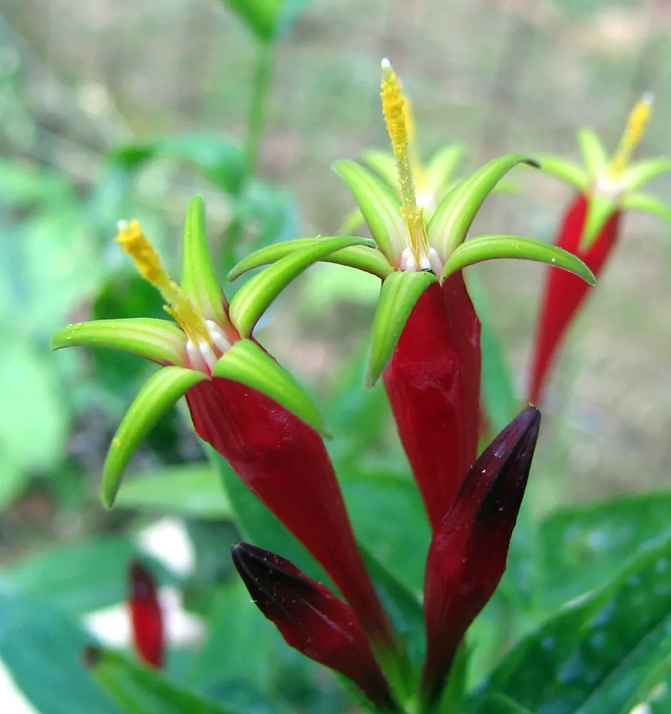 Plant photo