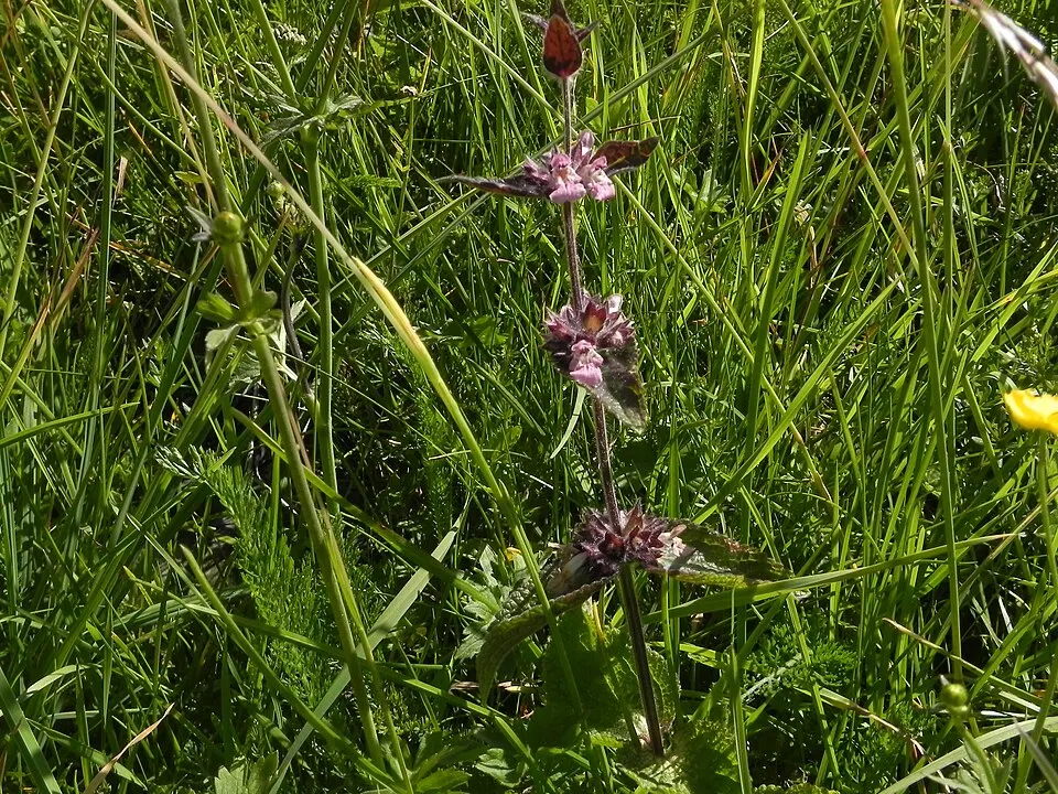 Alpine Woundwort