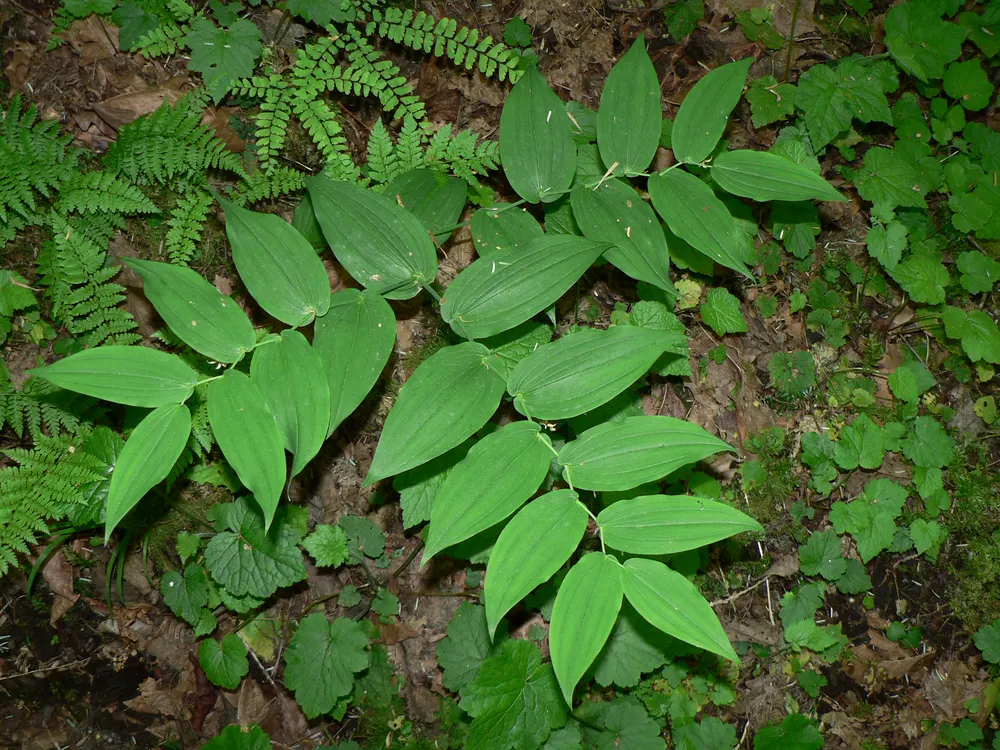 Plant photo