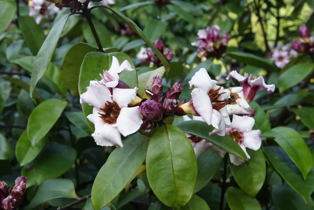 Climbing Oleander