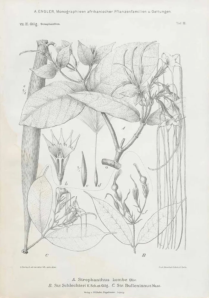 Kombe (Kombe Arrow Poison Vine)