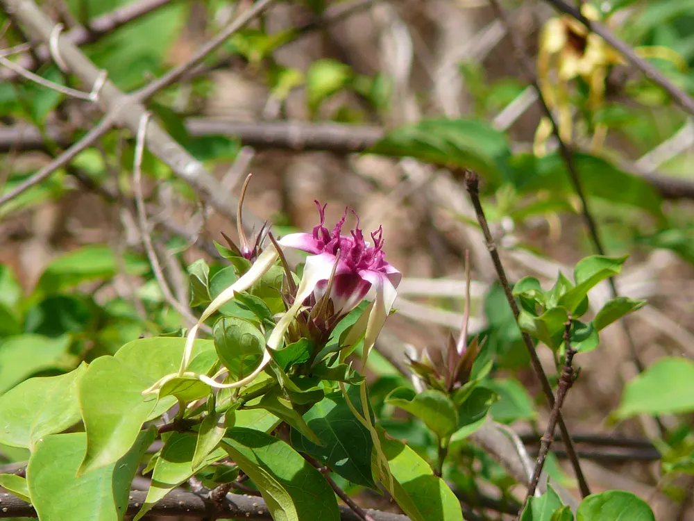 West African Poison Arrow Vine