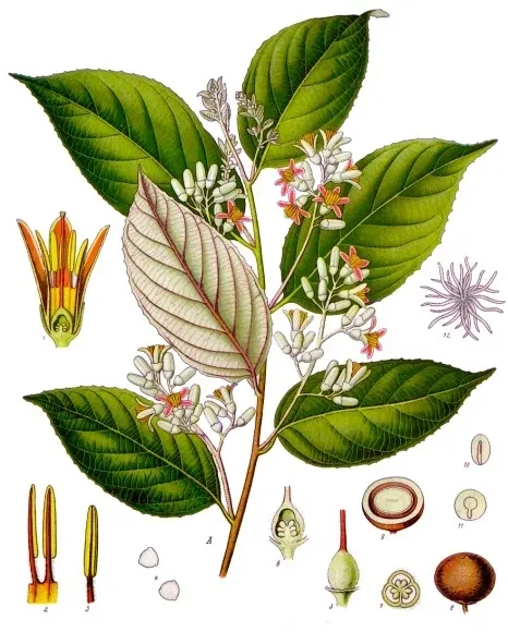 Benzoin (Gum Benjamin)