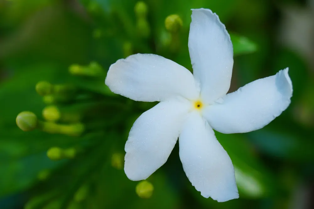 Plant photo