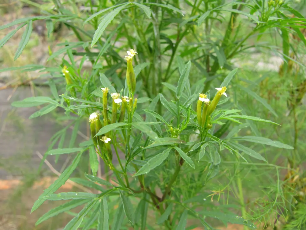 Plant photo