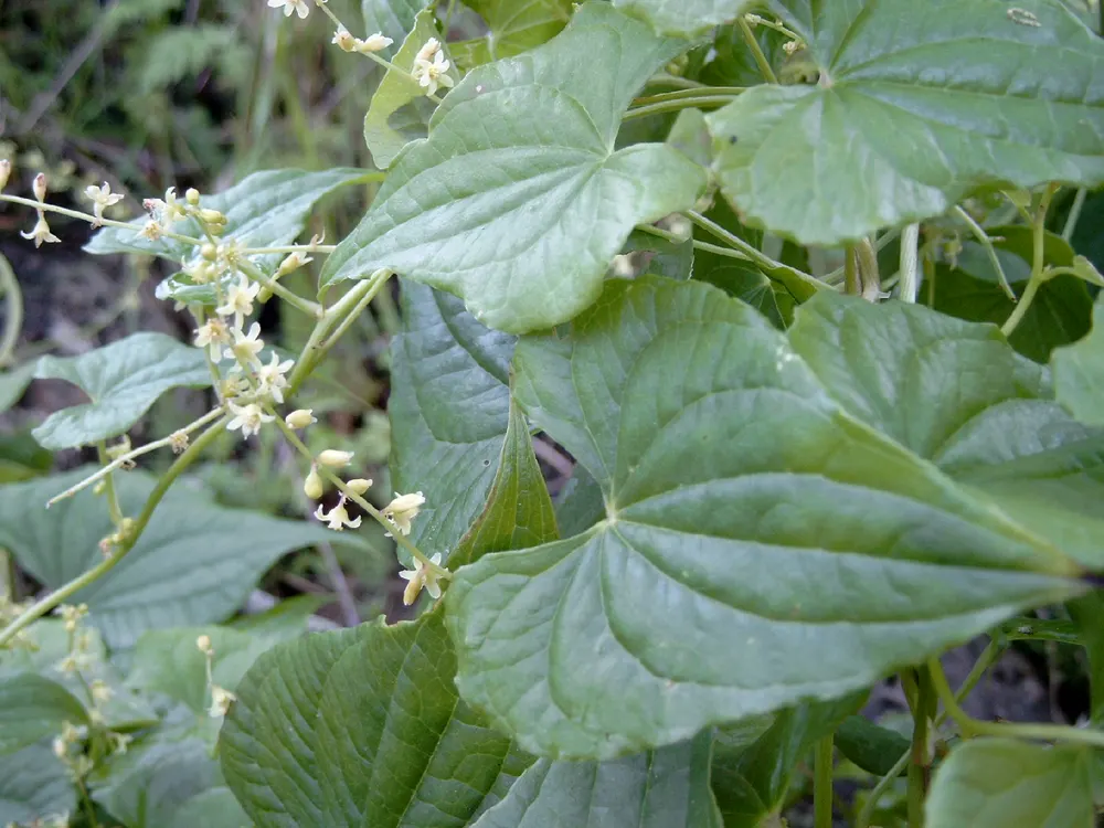 Black Bryony