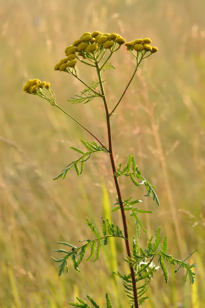 Plant photo