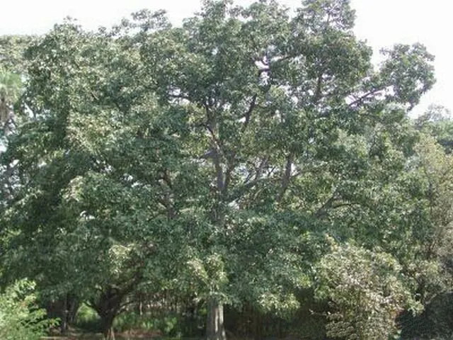 Beleric (Bibhitaki)
