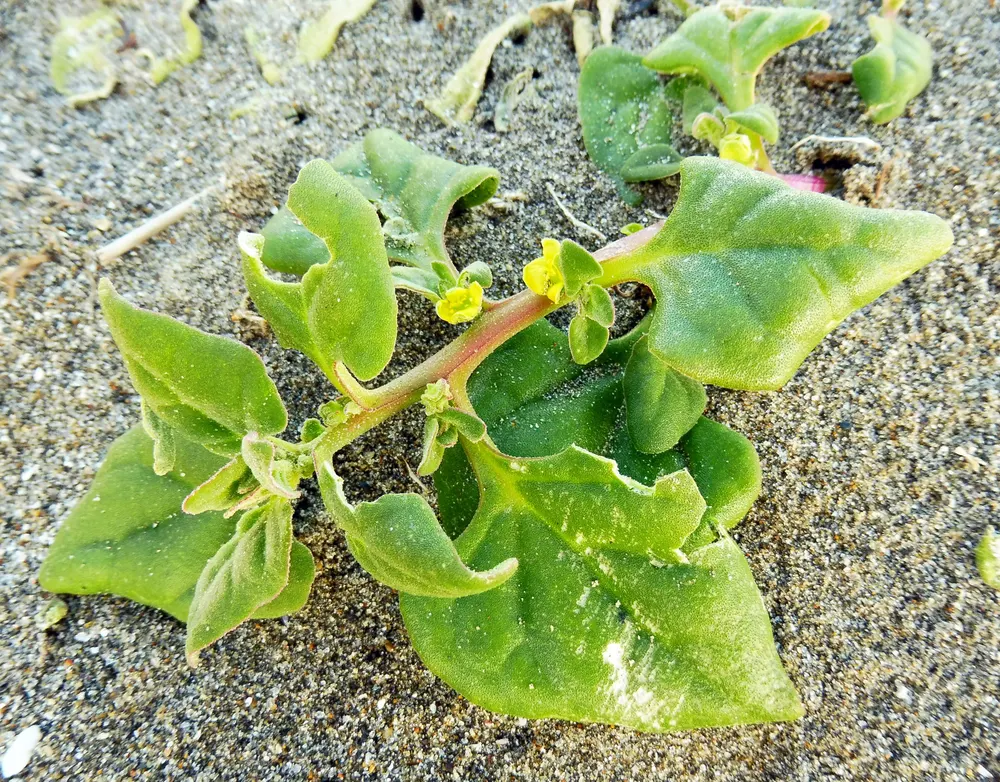 New Zealand Spinach