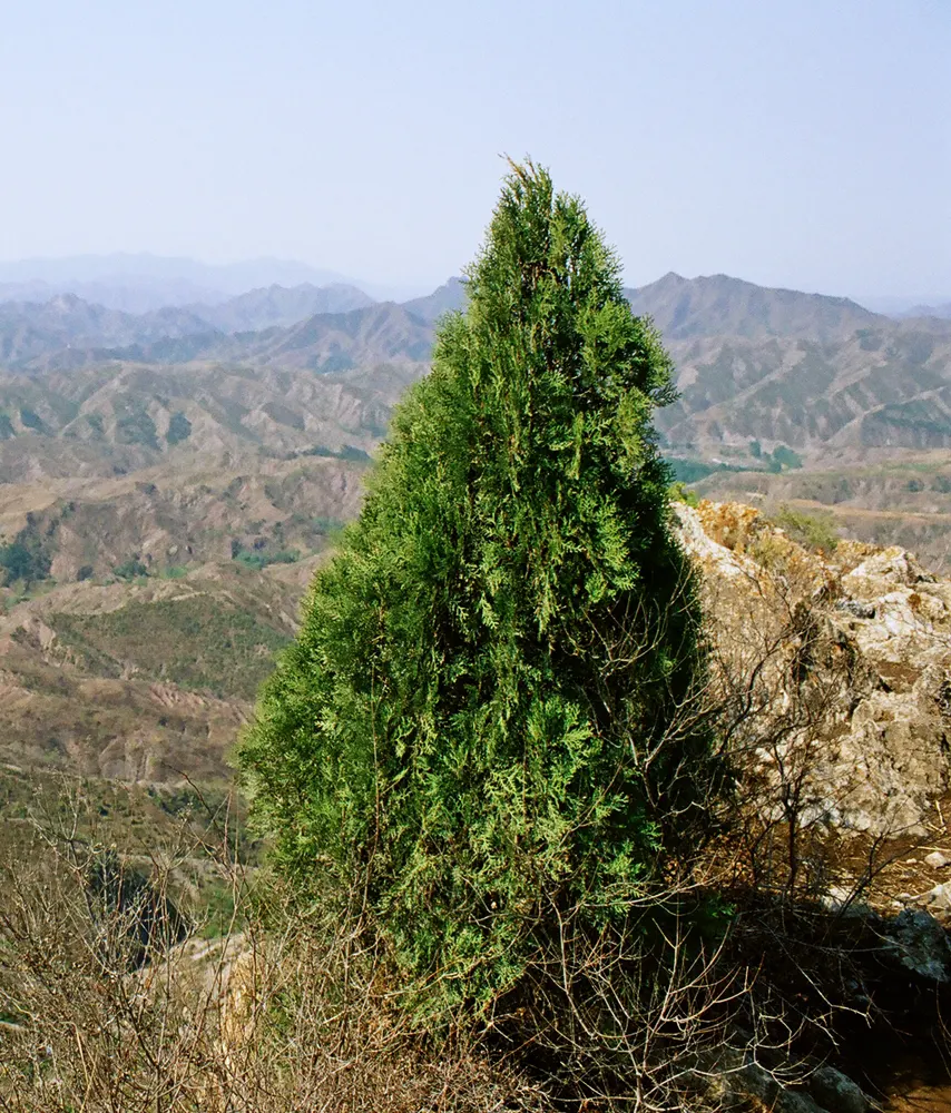 Plant photo