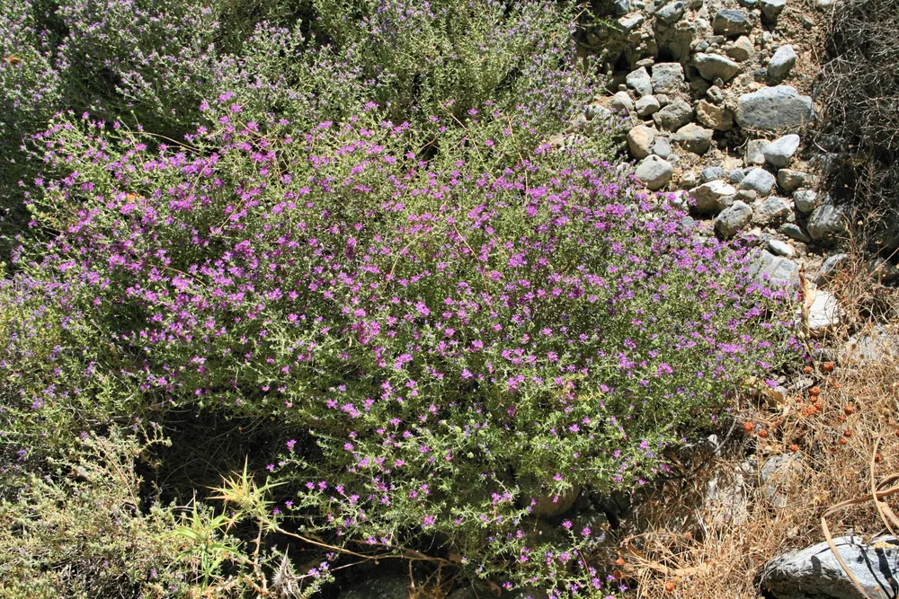 Conehead Thyme