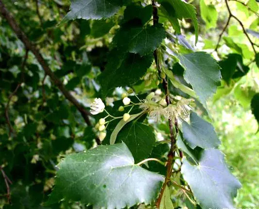 Linden