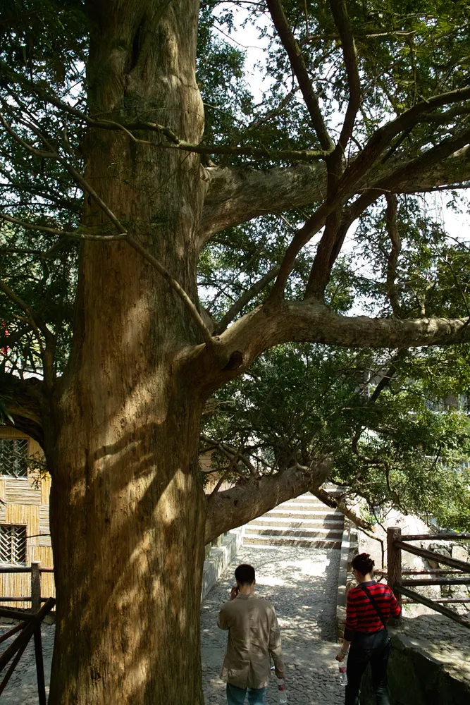 Chinese Torreya