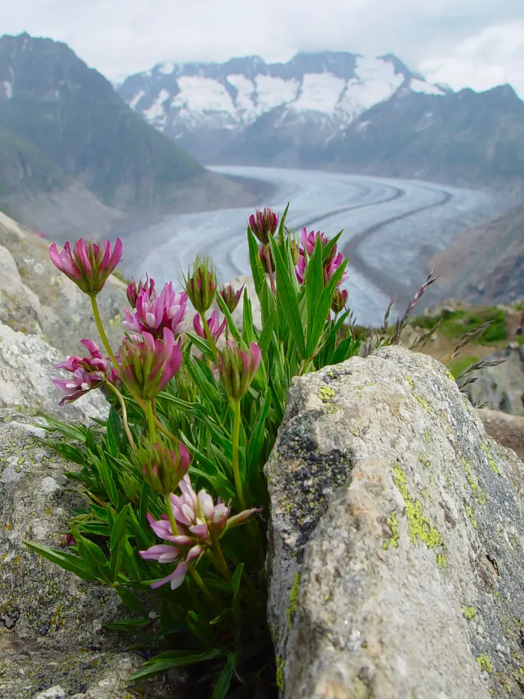 Alpine Clover