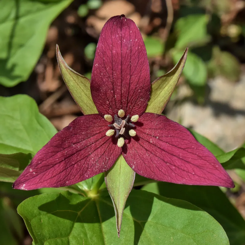 Red Trillium (Bethroot)
