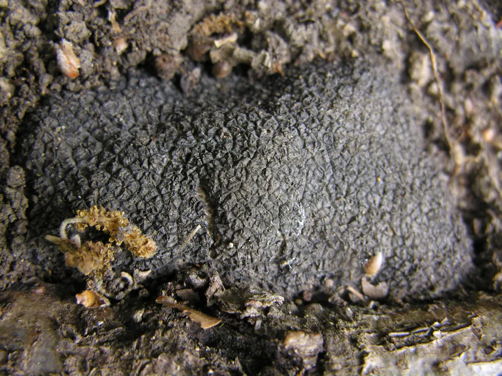 Black Truffle (Périgord Truffle)