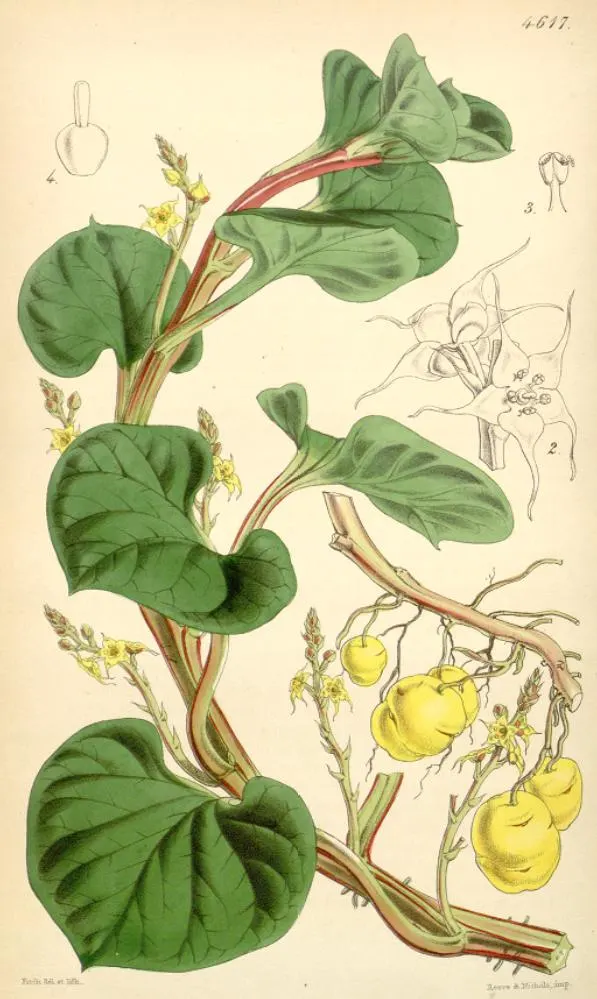 Plant photo