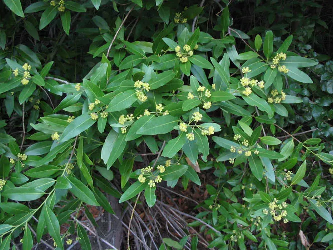California Bay Laurel